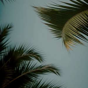 Kaliroses最巅峰三部曲
